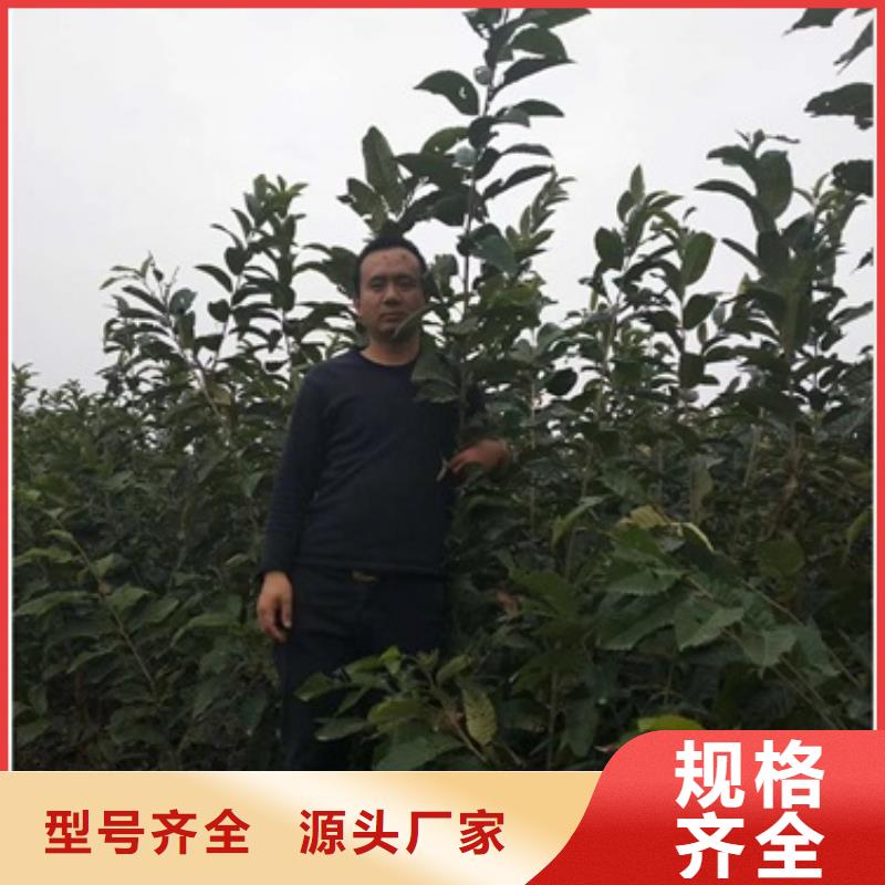 【板栗苗】桃樹苗可定制