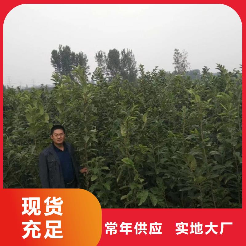 花椒苗视频-花椒苗-兴海苗木种植社(保山市分公司)服务区域昌宁|腾冲|文山|大理|楚雄|怒江
