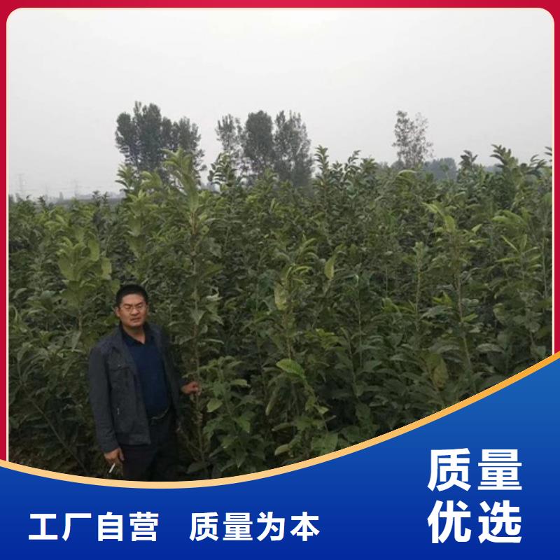 板栗苗一手貨源