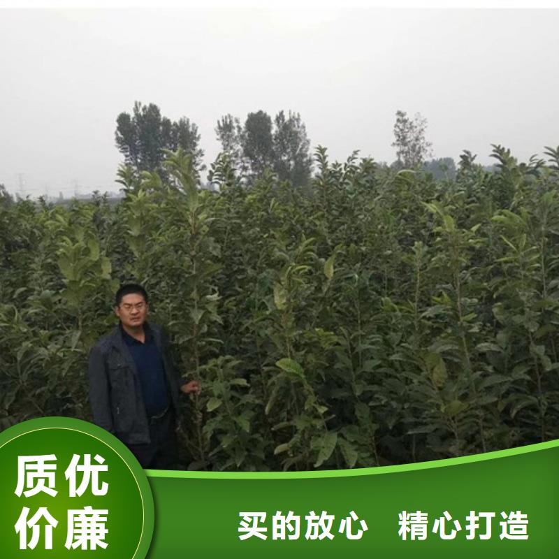 板栗苗快速報價