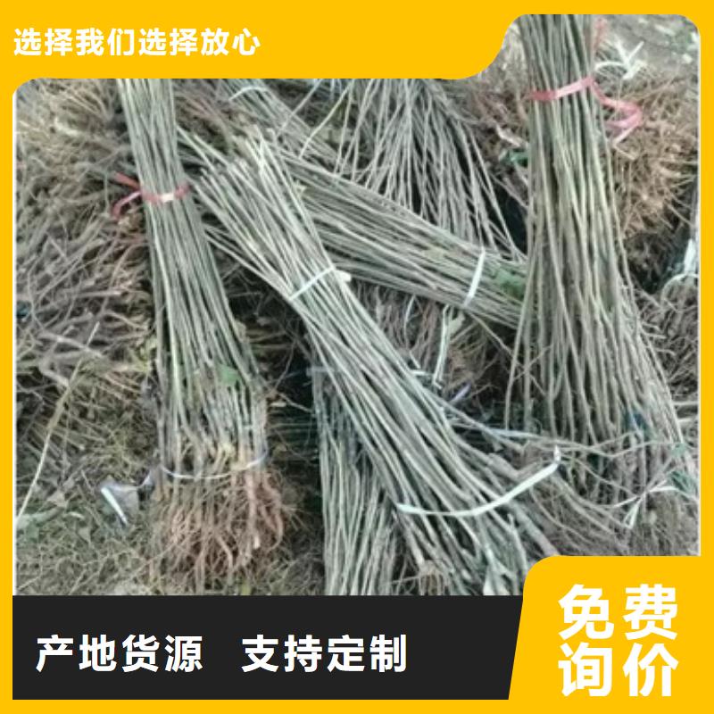 板栗苗-藍(lán)莓苗真材實料誠信經(jīng)營