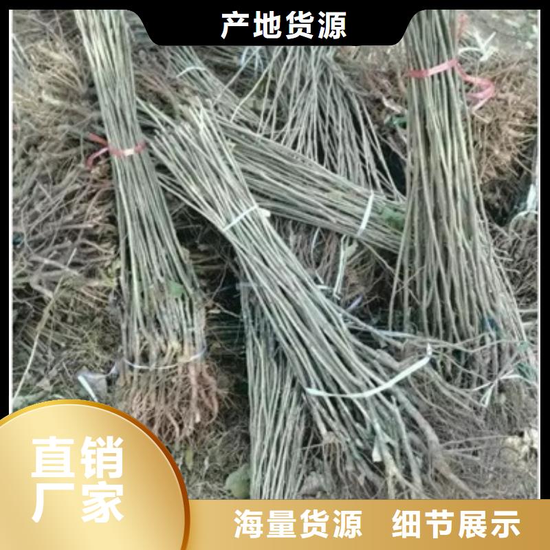 花椒苗视频-花椒苗-兴海苗木种植社(保山市分公司)服务区域昌宁|腾冲|文山|大理|楚雄|怒江
