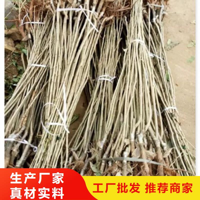 板栗苗廠家直營