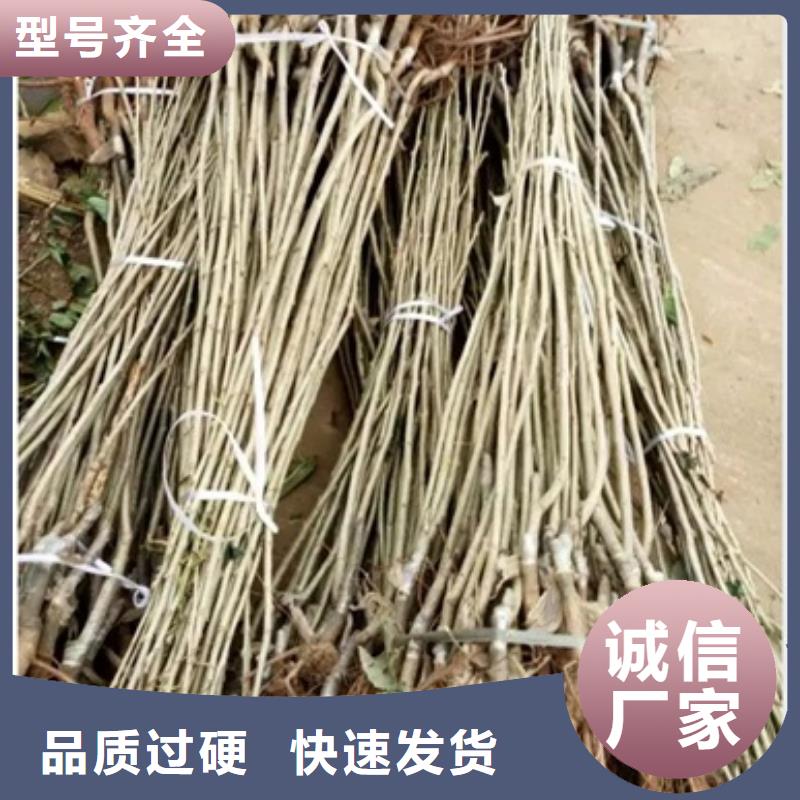 板栗苗【藍莓苗】精選好貨