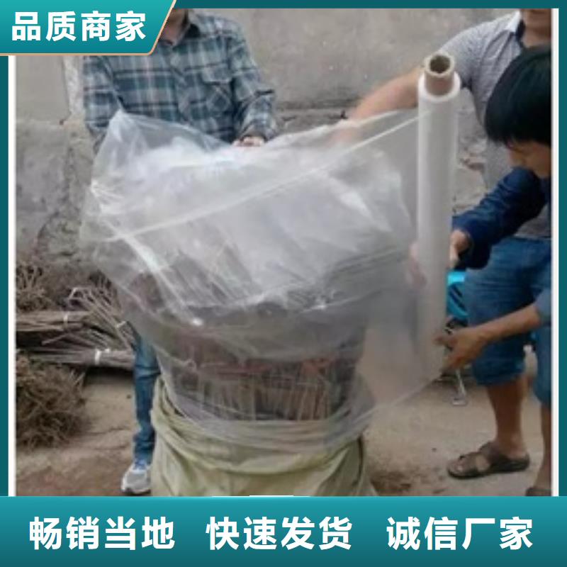 板栗苗葡萄苗專注產品質量與服務