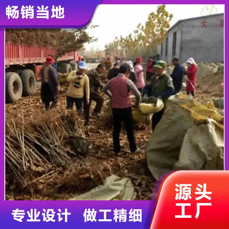 花椒苗视频-花椒苗-兴海苗木种植社(保山市分公司)服务区域昌宁|腾冲|文山|大理|楚雄|怒江