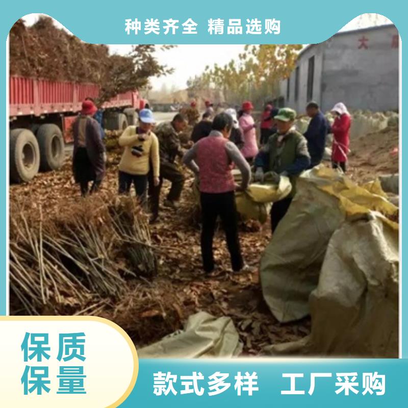 板栗苗一站式供應廠家