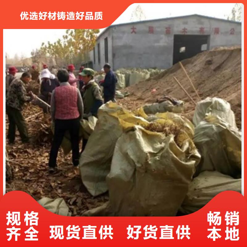 板栗苗花椒苗技術先進