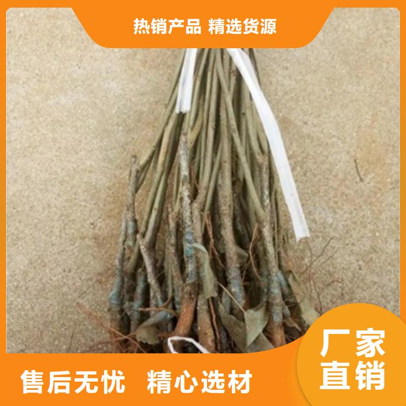 板栗苗花椒苗本地廠家值得信賴