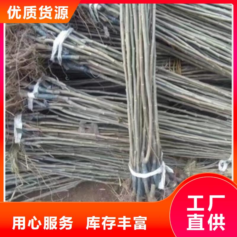 板栗苗廠家直銷貨源充足