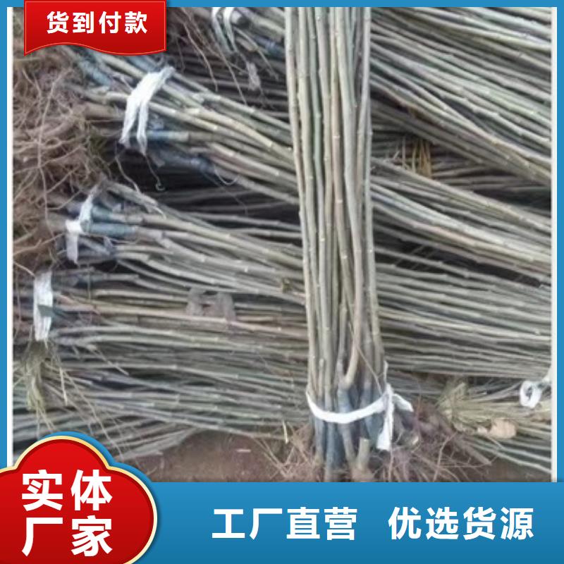板栗苗葡萄苗專注產品質量與服務