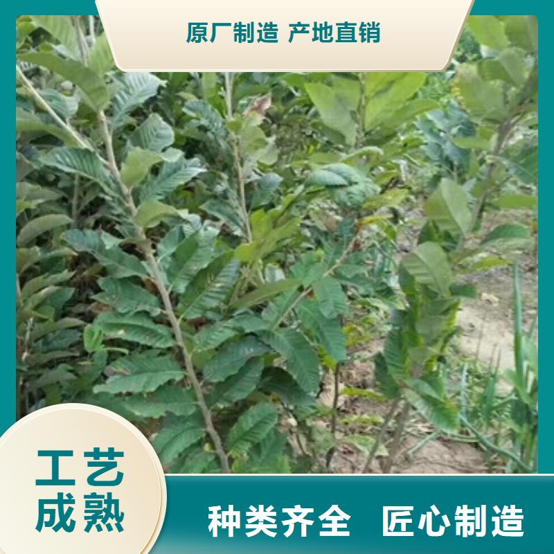 板栗苗快速報價