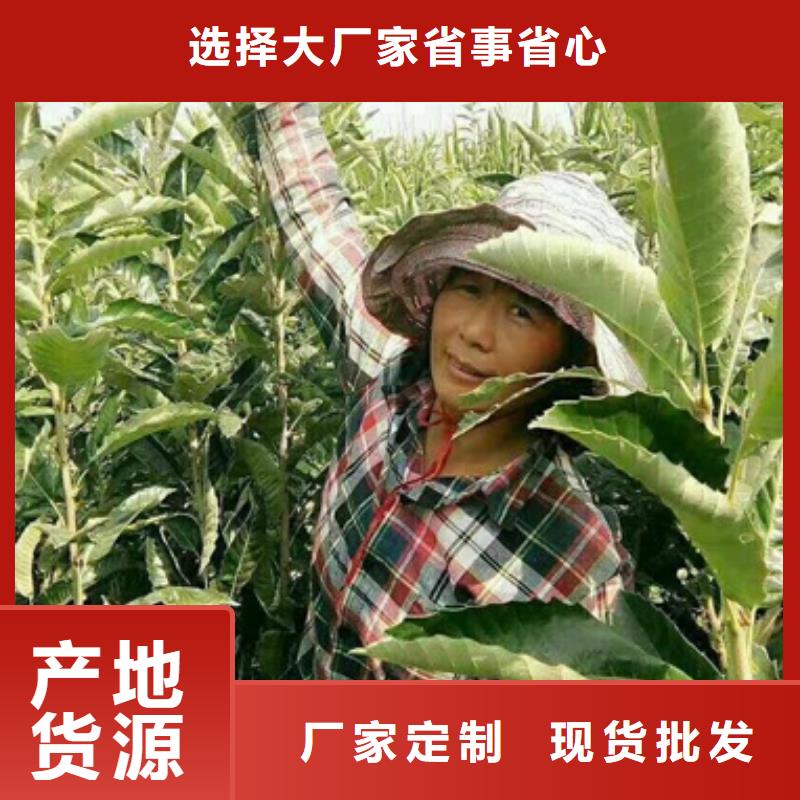 板栗苗梨樹苗性能穩定