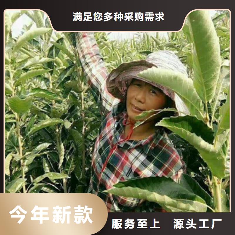 板栗苗一手貨源