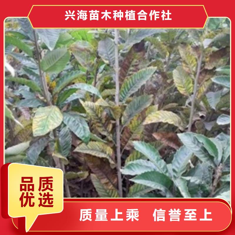 花椒苗视频-花椒苗-兴海苗木种植社(潮州市分公司)服务区域湘桥|饶平|阳江|云浮|中山|韶关|江门|河源