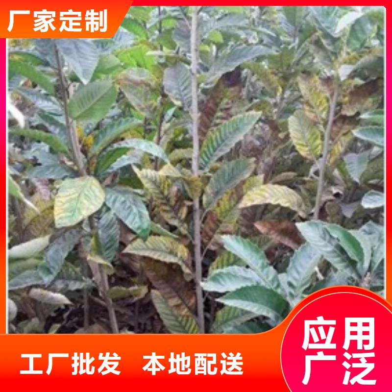 板栗苗山楂苗品质优选