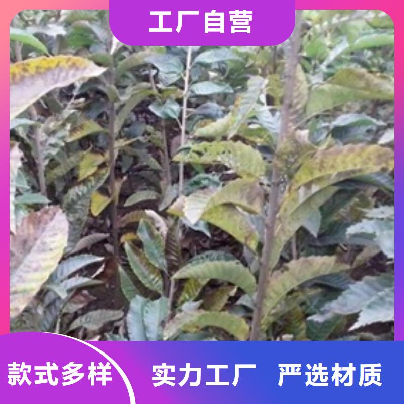 板栗苗梨樹苗性能穩定