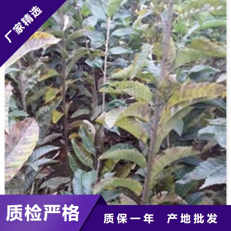 花椒苗视频-花椒苗-兴海苗木种植社(保山市分公司)服务区域昌宁|腾冲|文山|大理|楚雄|怒江