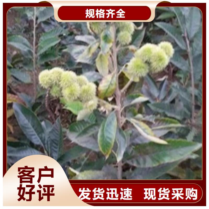 板栗苗花椒苗本地廠家值得信賴