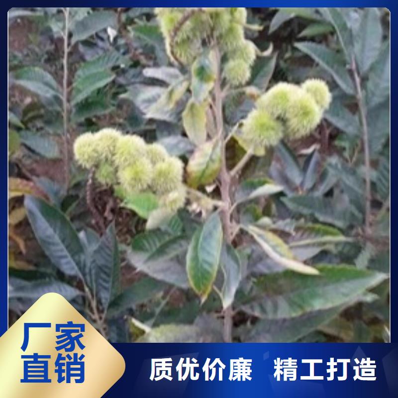 板栗苗山楂苗品質(zhì)優(yōu)選
