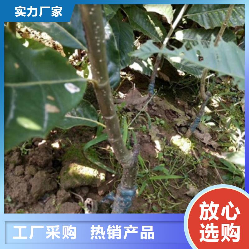 板栗苗花椒苗本地廠家值得信賴
