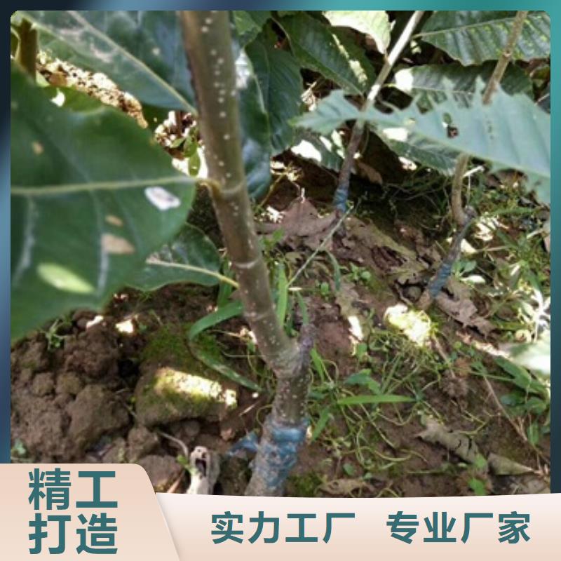 板栗苗梨樹苗性能穩定