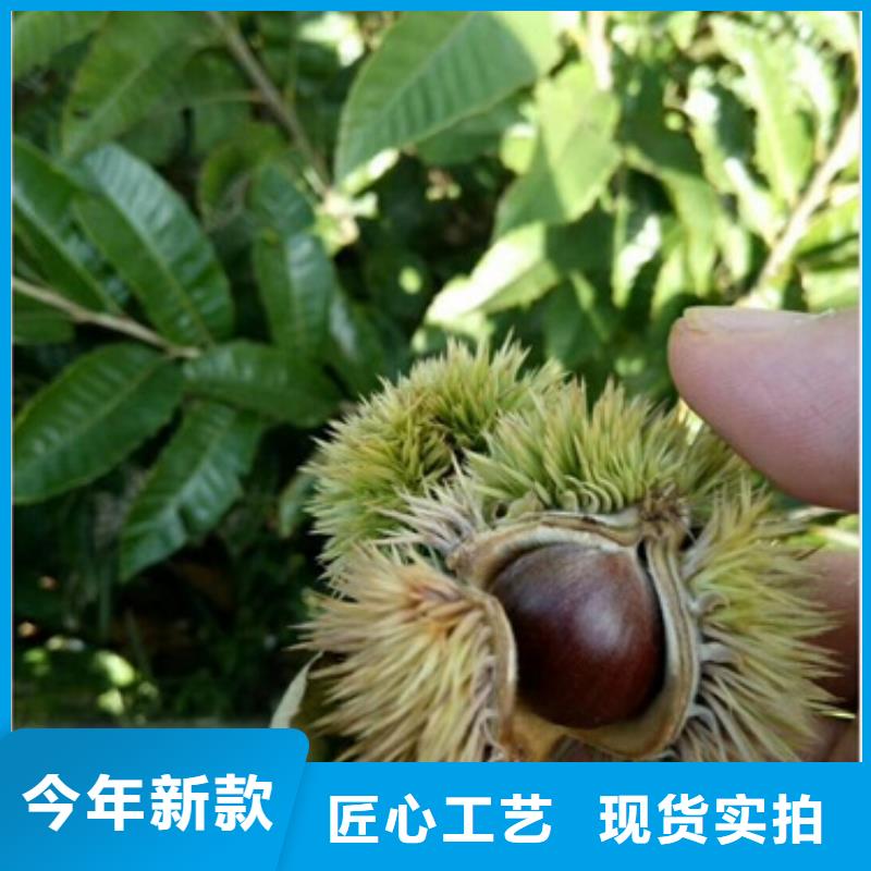 花椒苗视频-景洪|勐腊|昭通|文山|迪庆|临沧|怒江|玉溪|普洱花椒苗全品类现货-兴海苗木种植社(西双版纳市分公司)