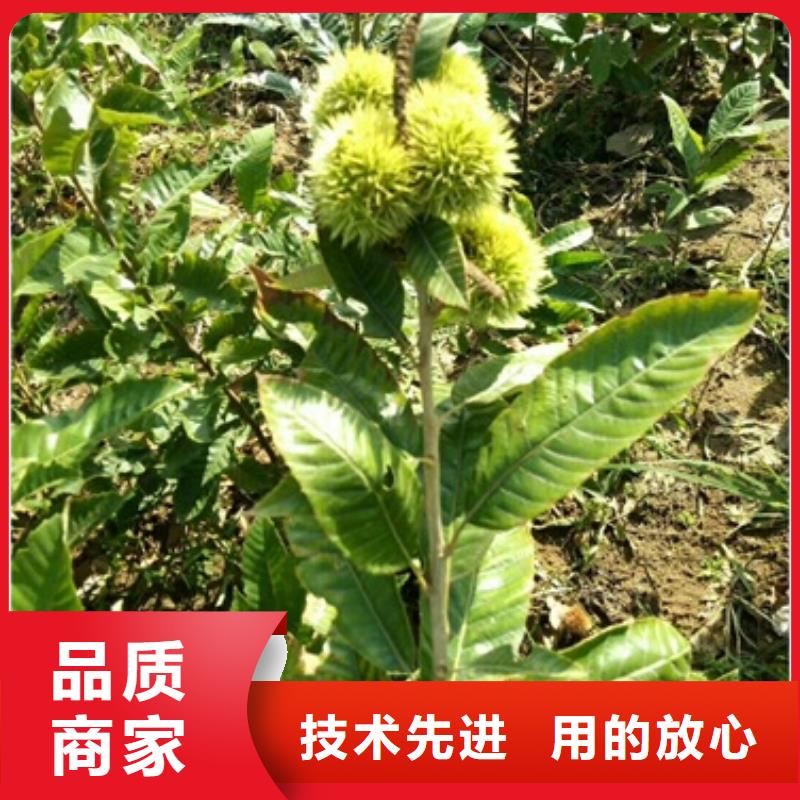 【板栗苗核桃苗專注生產(chǎn)N年】