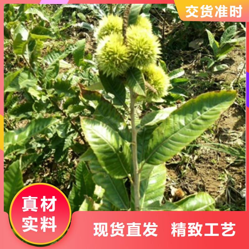 【板栗苗】,花椒苗厂家大量现货