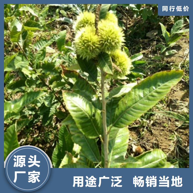 板栗苗山楂苗品质优选