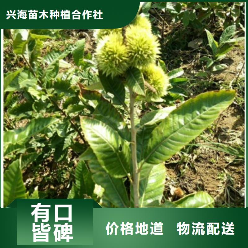 板栗苗山楂苗產品實拍