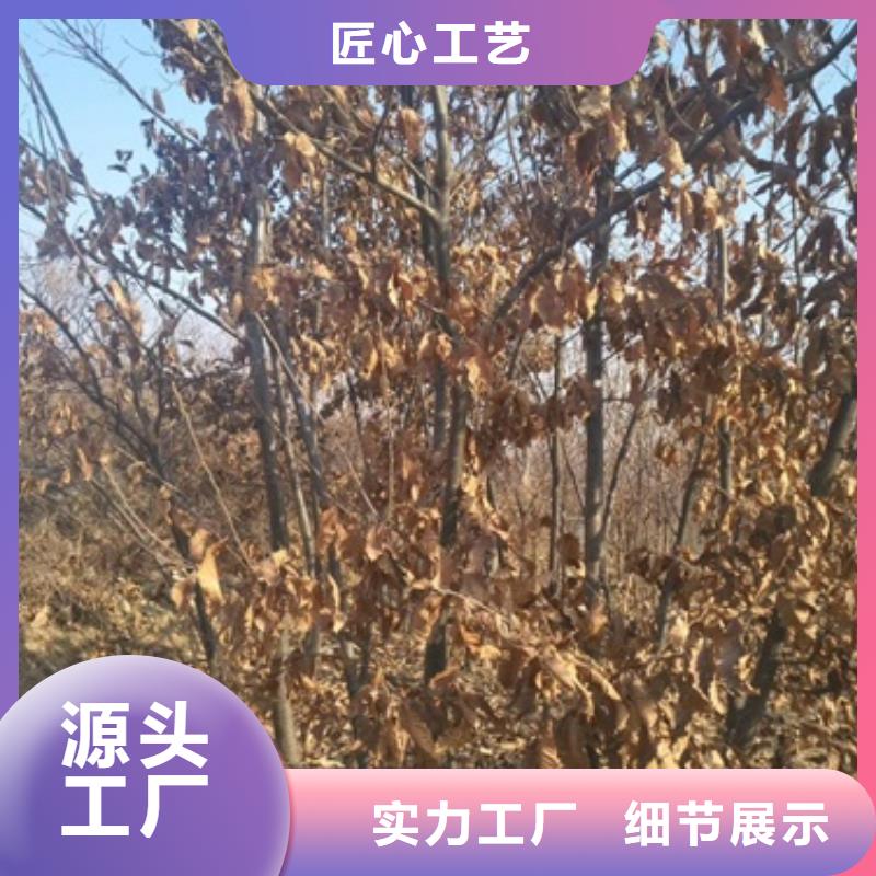 板栗苗一站式供應廠家