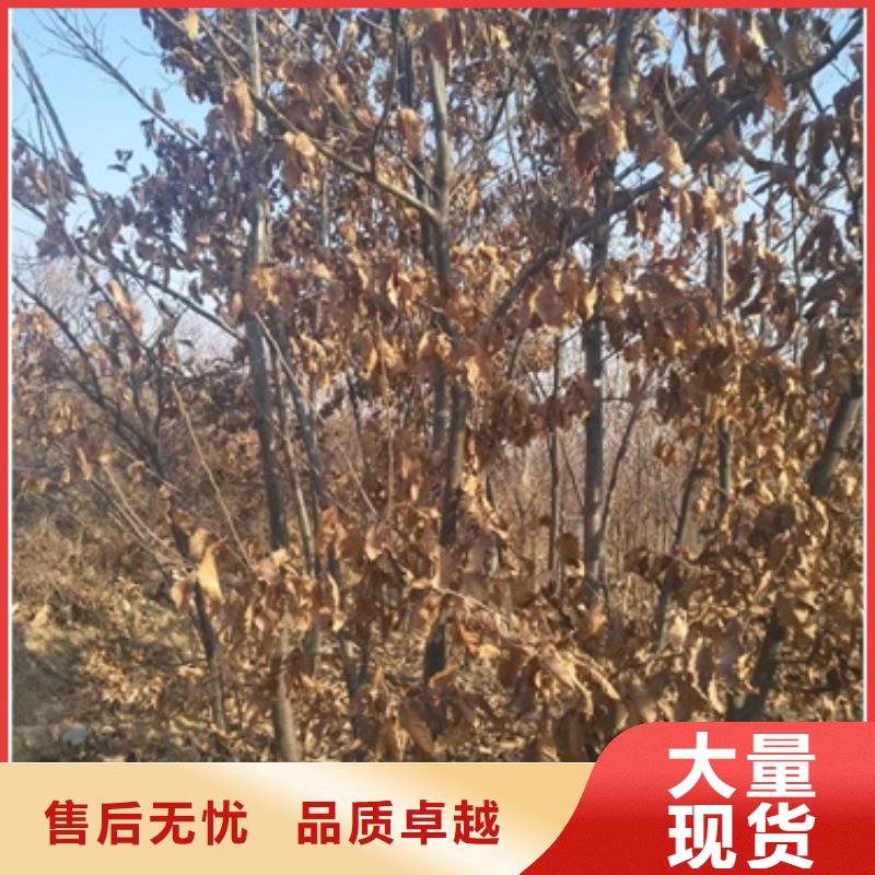 板栗苗花椒苗本地廠家值得信賴