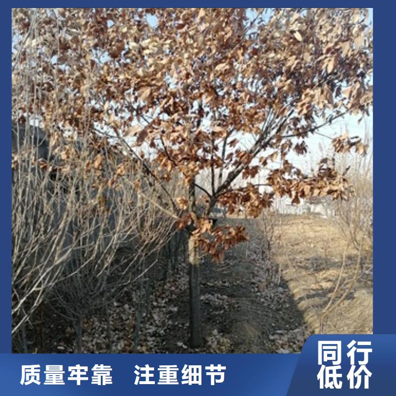 板栗苗梨樹苗工廠直營