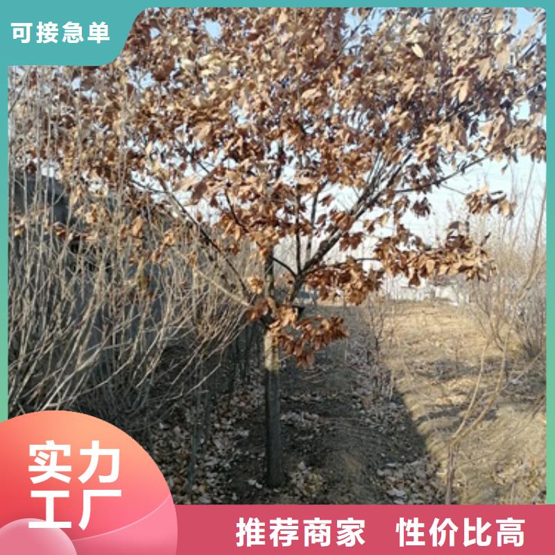 板栗苗梨樹苗專業(yè)生產(chǎn)廠家