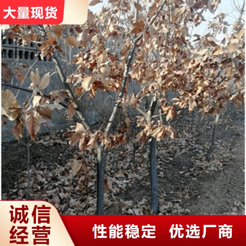 板栗苗廠家直營