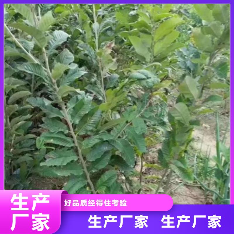 板栗苗花椒苗技術先進