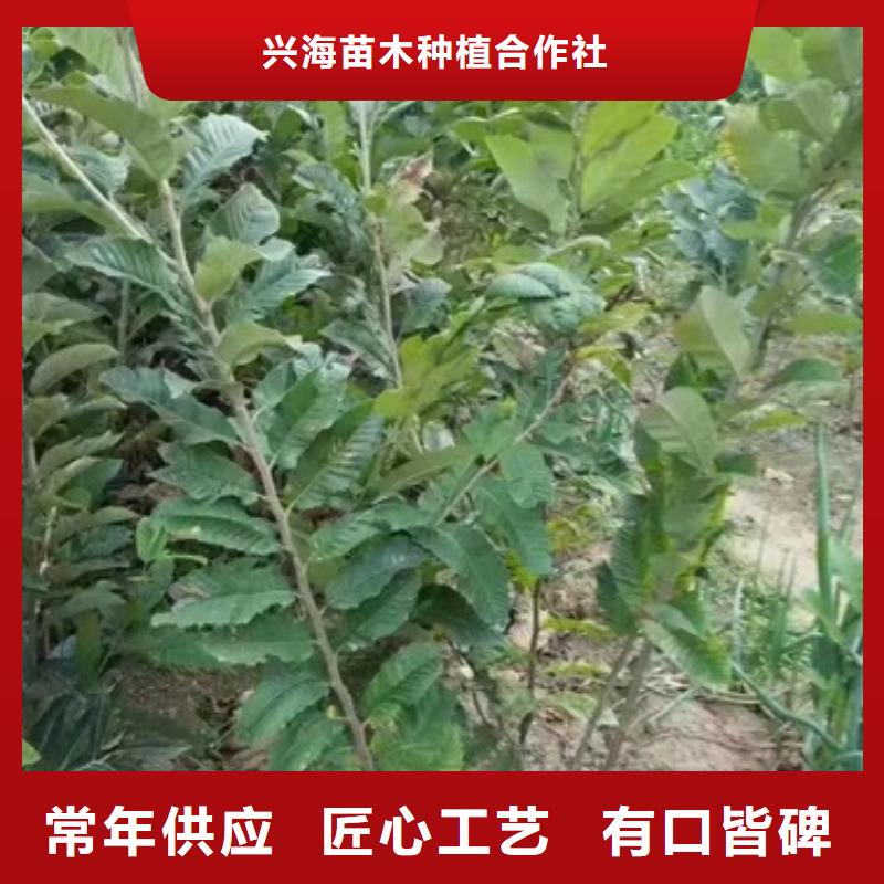 板栗苗葡萄苗專注產品質量與服務