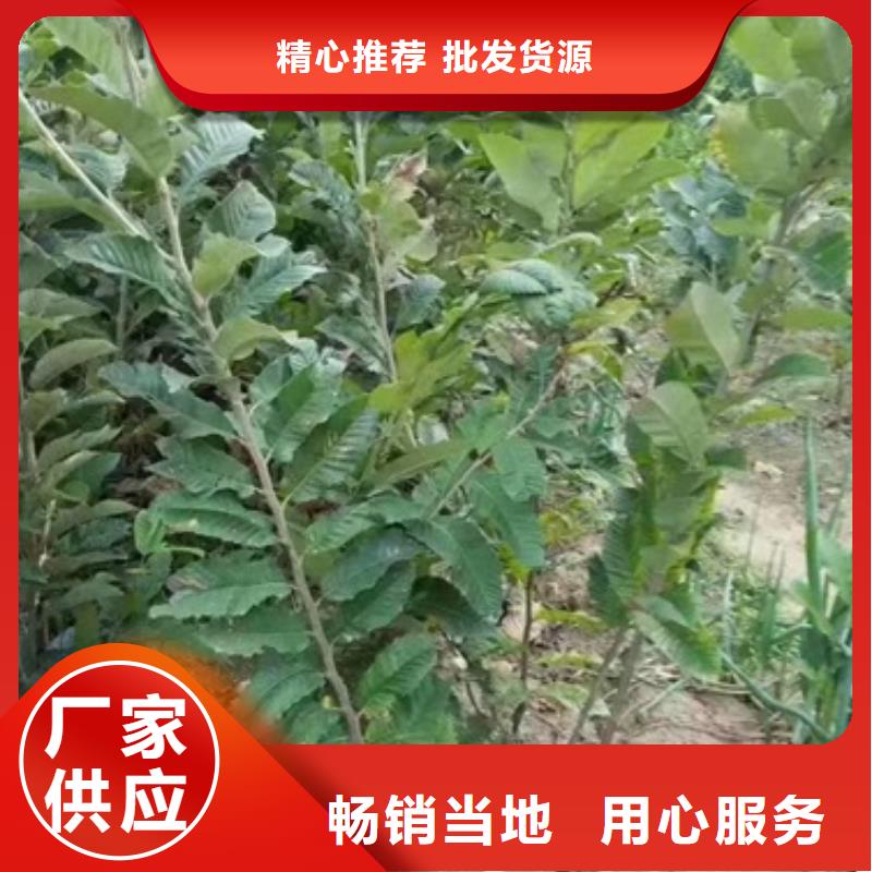 板栗苗-藍(lán)莓苗真材實料誠信經(jīng)營