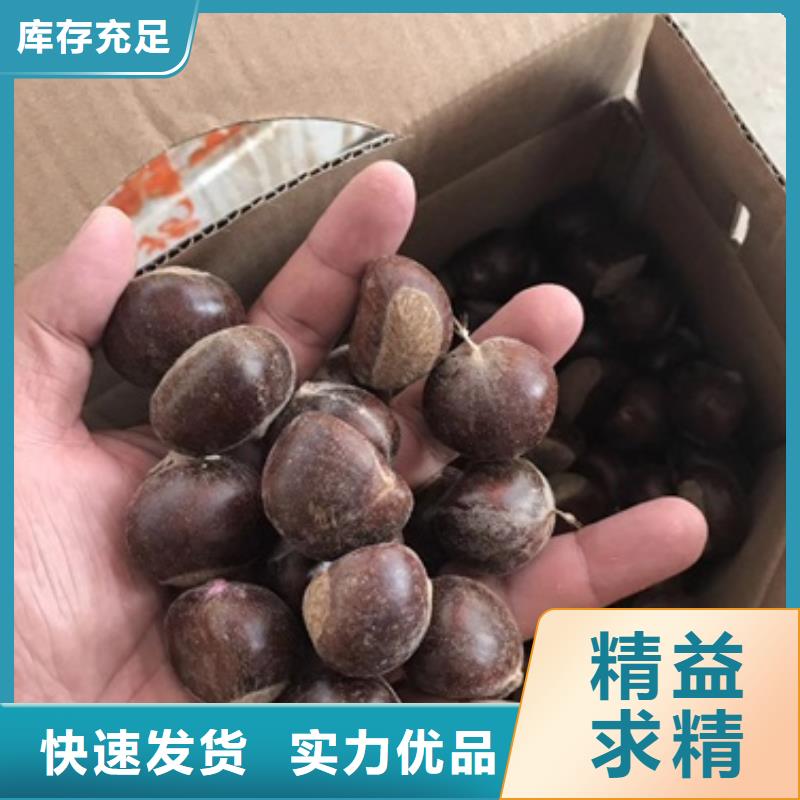 板栗苗一站式供應廠家