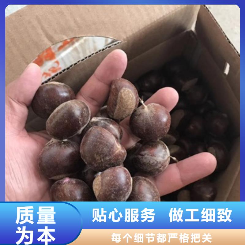 板栗苗廠家直營