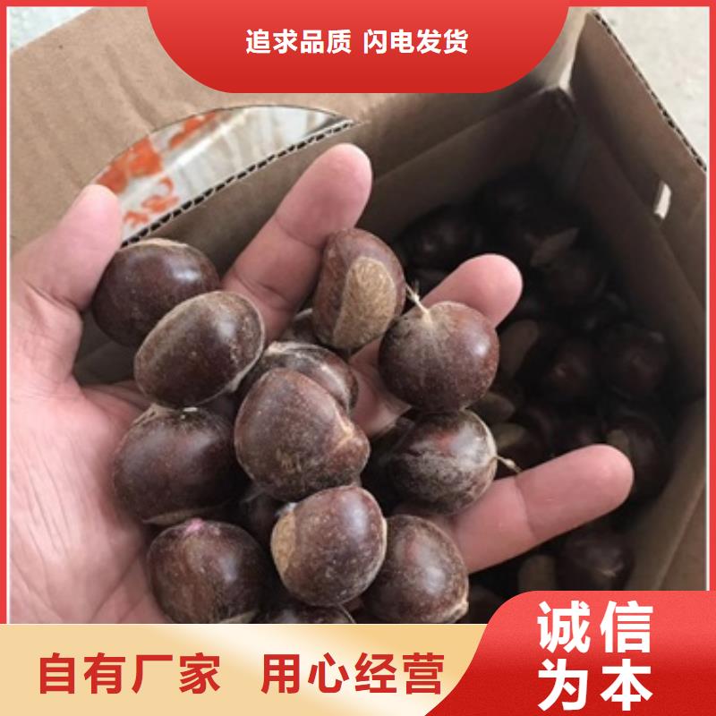 板栗苗葡萄苗專注產品質量與服務