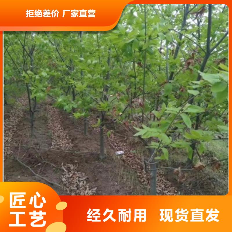 板栗苗廠家直營
