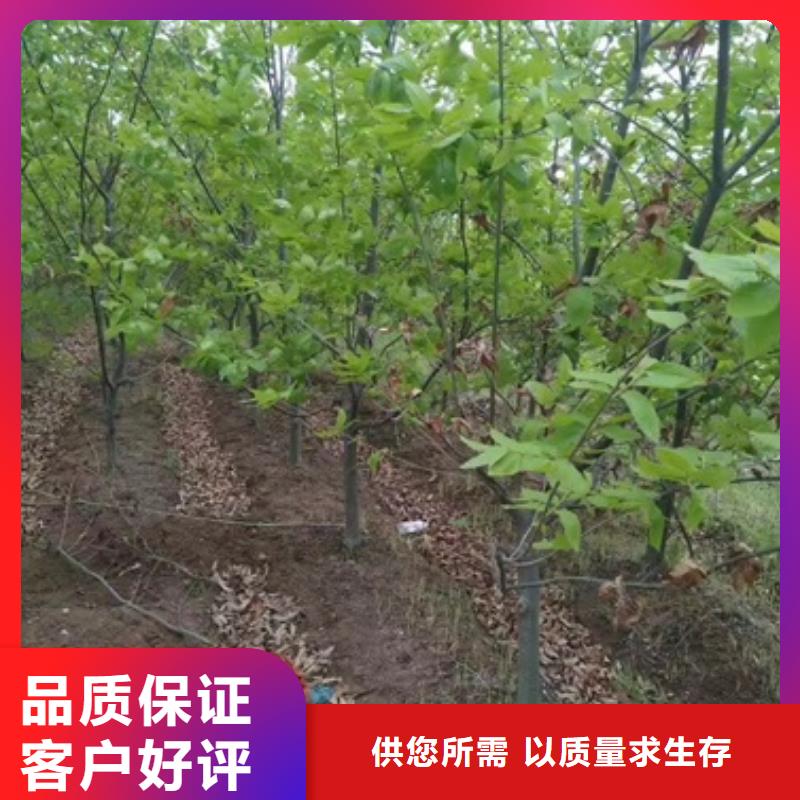 板栗苗葡萄苗專注產品質量與服務