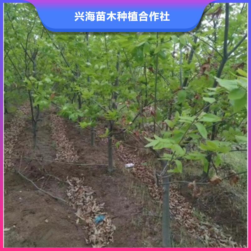 板栗苗-藍(lán)莓苗真材實料誠信經(jīng)營