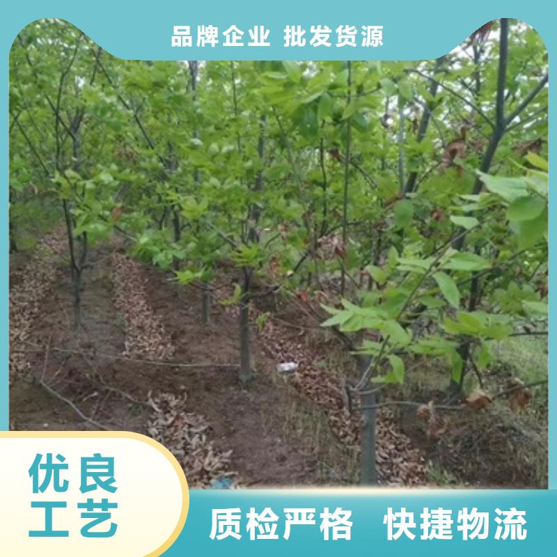 板栗苗一站式供應廠家