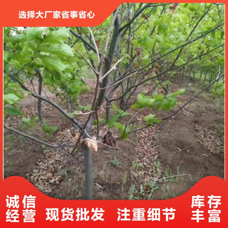 板栗苗一站式供應廠家