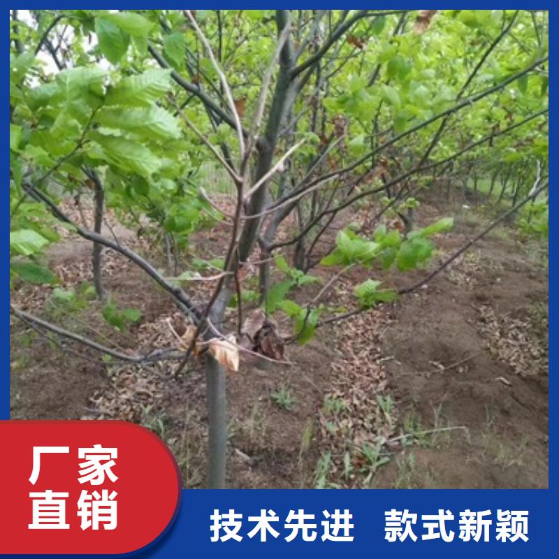 板栗苗山楂苗品质优选