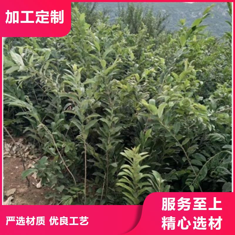 板栗苗-藍(lán)莓苗真材實料誠信經(jīng)營
