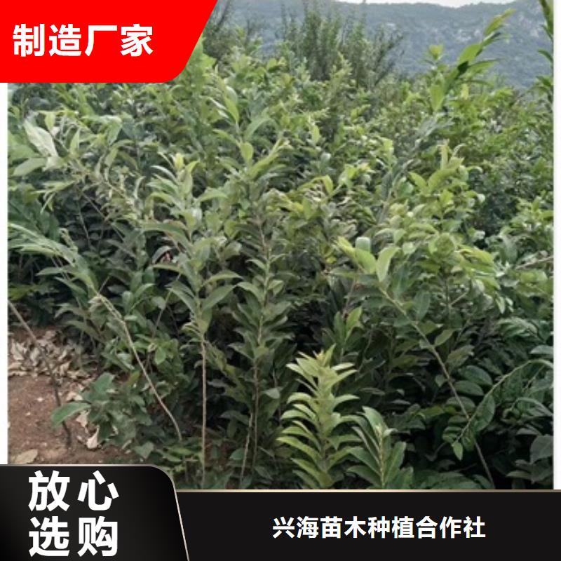 板栗苗一站式供應廠家
